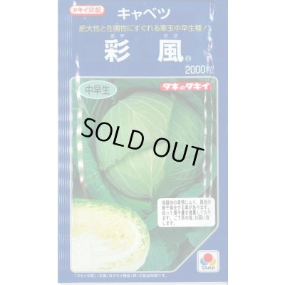 画像1: [キャベツ] 彩風 2000粒 タキイ種苗(株)