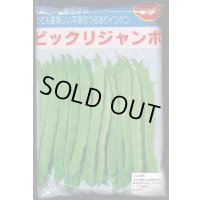 [いんげん]　ビックリジャンボ　1L　ヴィルモランみかど（株）