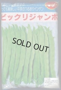 [いんげん]　ビックリジャンボ　1L　ヴィルモランみかど（株）