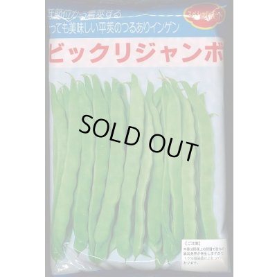 画像1: [いんげん]　ビックリジャンボ　1L　ヴィルモランみかど（株）