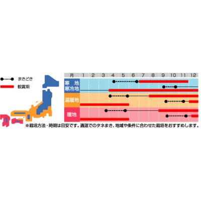 画像2: 送料無料　花の種　白妙菊　ダイヤモンド　約215粒　（株）サカタのタネ　実咲250（026246）