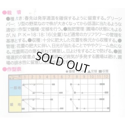 画像2: 送料無料　カリフラワー　リゾットビアンコ90　50粒　トキタ種苗(株)
