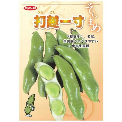 画像2: 送料無料　[そら豆]　打越一寸　1dl(およそ22粒)　(株)サカタのタネ