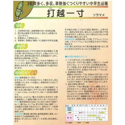 画像3: 送料無料　[そら豆]　打越一寸　1dl(およそ22粒)　(株)サカタのタネ
