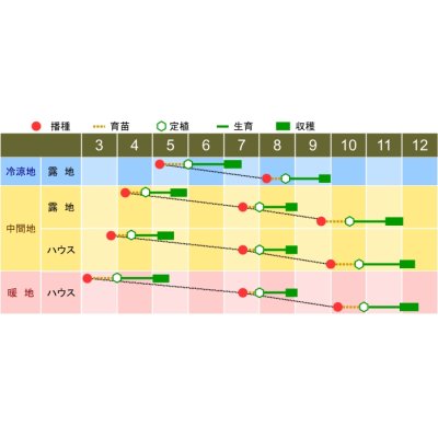 画像3: 送料無料　チンゲンサイ　ニイハオ・メイ　5万粒　渡辺農事（株）