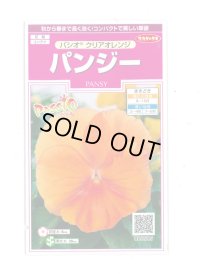 花の種　パンジー　パシオ　 クリアオレンジ　約34粒　　サカタのタネ（株） 実咲350(026136)