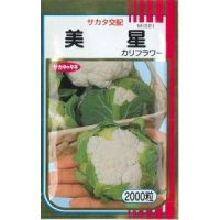送料無料　[カリフラワー]　美星　2000粒　貴種(コートしてません)　(株)サカタのタネ