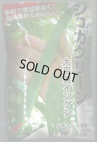 送料無料　[いんげん]　シュガグリーン　1dl　渡辺農事（株）
