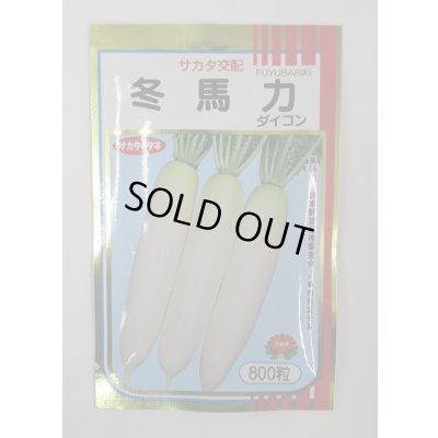 画像1: 送料無料　大根　冬馬力　800粒　(株)サカタのタネ