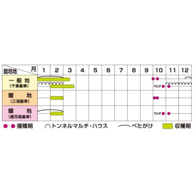 画像4: 送料無料 大根 冬馬力 800粒 (株)サカタのタネ