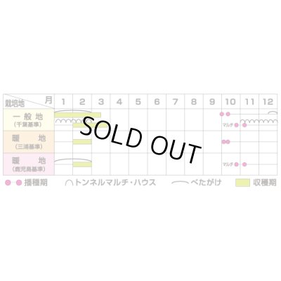 画像4: 送料無料　大根　冬馬力　8000粒　(株)サカタのタネ