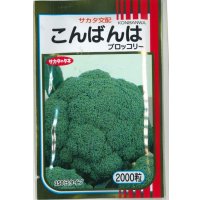 送料無料　[ブロッコリー]　こんばんは　2000粒　(株)サカタのタネ