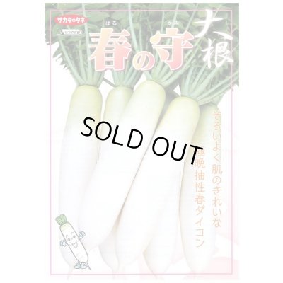 画像3: 送料無料　[大根]　春の守　800粒　(株)サカタのタネ