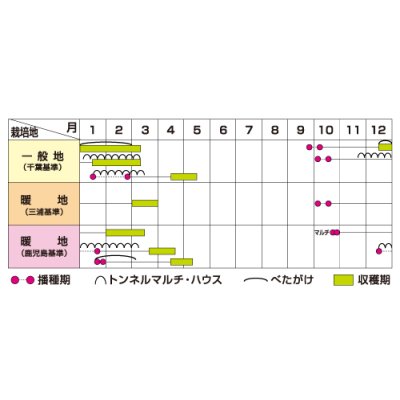 画像5: 送料無料 [大根] 春の守 ペレット種子5000粒 (株)サカタのタネ