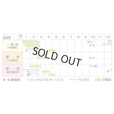 画像5: 送料無料　[大根]　春の守　800粒　(株)サカタのタネ