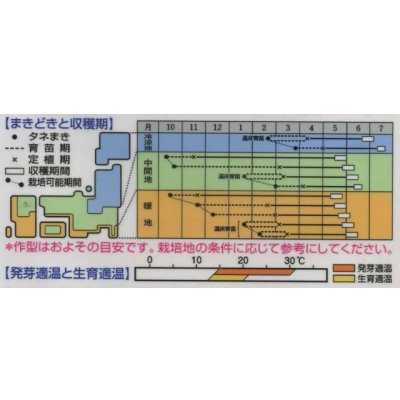画像2: 送料無料　[キャベツ]　初夏のかほり　1.1ml　タキイ種苗(株)　DF