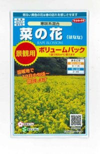 送料無料　花の種　景観用　菜の花　寒咲系混合　約5平米用　（株）サカタのタネ　実咲350（026177）