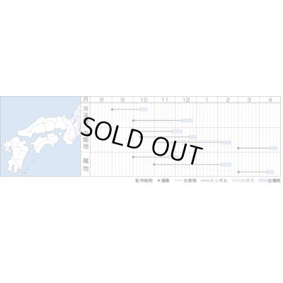 画像2: [ほうれんそう]　冬ごのみ　　1ｄｌ　　タキイ種苗（株）