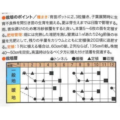 画像2: [イタリア野菜]　ブロフローレ　50粒　 トキタ種苗（株）