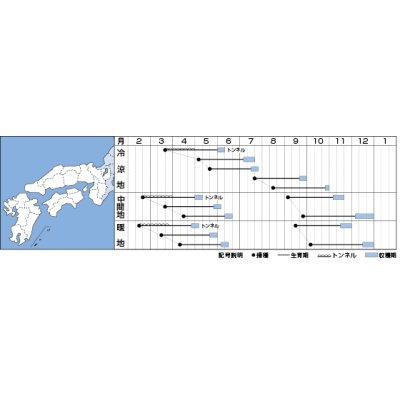 画像2: [かぶ]　　小粋菜　3ｍｌ　　タキイ種苗（株）