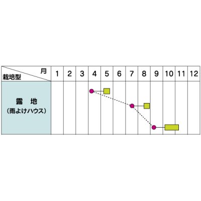 画像2: [シーダー種子]　小松菜　つなしま　1粒×5cm間隔