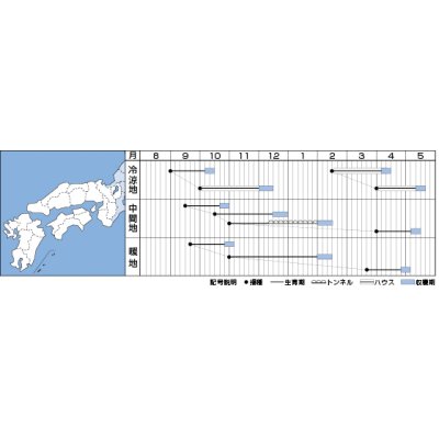 画像3: [ほうれんそう]　福兵衛　3万粒（種子サイズ：Ｍ）　  タキイ種苗（株）