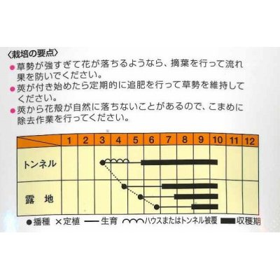 画像2: [オクラ]　白い丸莢オクラ　70粒　 松永種苗（株）