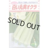 送料無料　[オクラ]　白い丸莢オクラ　70粒　松永種苗(株)