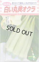 送料無料　[オクラ]　白い丸莢オクラ　70粒　松永種苗(株)