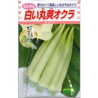 送料無料　[オクラ]　白い丸莢オクラ　70粒　松永種苗(株)