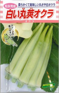 [オクラ]　白い丸莢オクラ　70粒　 松永種苗（株）