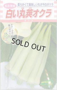 送料無料　[オクラ]　白い丸莢オクラ　70粒　松永種苗(株)