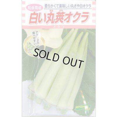 画像1: 送料無料　[オクラ]　白い丸莢オクラ　70粒　松永種苗(株)