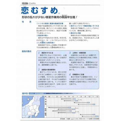 画像3: [人参]　恋むすめ　　500粒　タキイ種苗（株）