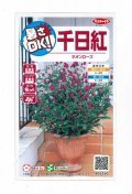 送料無料　花の種　千日紅　ネオンローズ　約50粒　(株)サカタのタネ　実咲350（026117）