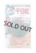 送料無料　花の種　千日紅　ネオンローズ　約50粒　(株)サカタのタネ　実咲350（026117）