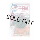 送料無料　花の種　千日紅　ネオンローズ　約50粒　(株)サカタのタネ　実咲350（026117）
