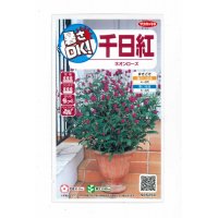 花の種　千日紅　ネオンローズ　約50粒　サカタのタネ（株）実咲350