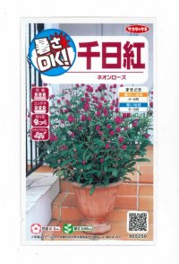 花の種　千日紅　ネオンローズ　約50粒　サカタのタネ（株）実咲350