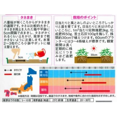 画像2: 花の種　ジニア　プロフュージョンミックス　約15粒　　サカタのタネ（株）実咲350