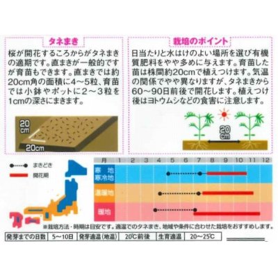 画像2: 花の種　コスモス　レッドイリュージョン　約29粒　  サカタのタネ（株）　実咲350