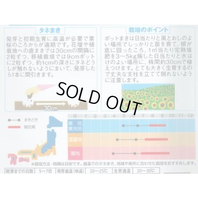画像2: 送料無料　花の種　ひまわり　ビューティフルサン　約7平米用　(株)サカタのタネ　実咲350（026179）