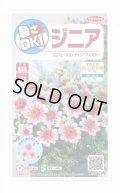 送料無料　花の種　ジニア　プロフュージョン　チェリーバイカラー　約10粒　(株)サカタのタネ　実咲250（026281）