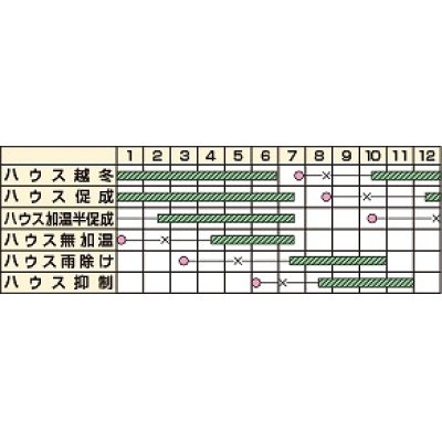 画像2: [トマト/ミニトマト]　オレンジパルチェ　13粒　カネコ交配