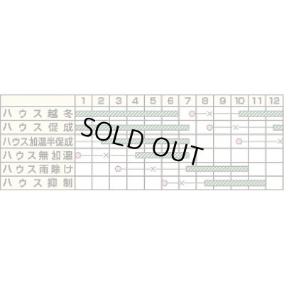 画像2: 送料無料　[トマト/ミニトマト]　オレンジパルチェ　13粒　カネコ種苗（株）