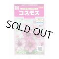 送料無料　花の種　コスモス　レッドイリュージョン　約29粒　(株)サカタのタネ　実咲350（026110）