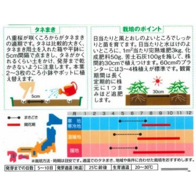 画像2: 花の種　ジニア　プロフュージョン　チェリーバイカラー　約10粒　サカタのタネ（株）実咲250