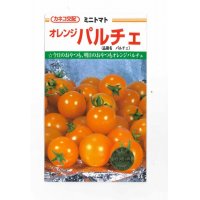 [トマト/ミニトマト]　オレンジパルチェ　1000粒　カネコ交配