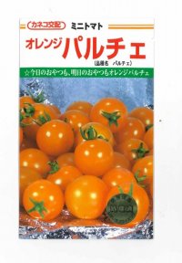 [トマト/ミニトマト]　オレンジパルチェ　1000粒　カネコ交配