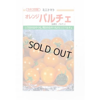 画像1: 送料無料　[トマト/ミニトマト]　オレンジパルチェ　13粒　カネコ種苗（株）